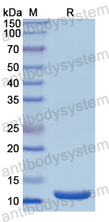 Recombinant Human TGFBR1 Protein, N-His