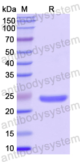 Recombinant Human LTBR Protein, N-His