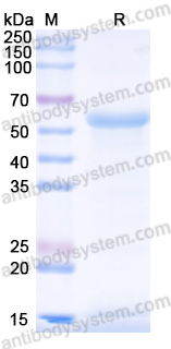 Recombinant Human SREBF1/SREBP1 Protein, N-His