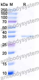 Recombinant Human GPX4/PHGPx Protein, N-GST