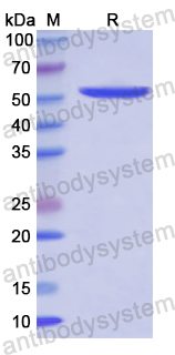 Recombinant Human SCNN1A Protein, N-His