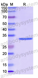 Recombinant Human PPARG Protein, N-His