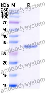 Recombinant Human PPARG Protein, N-His
