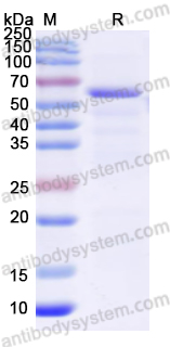 Recombinant Human PPARG Protein, N-His