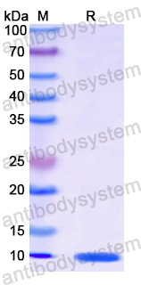 Recombinant Human BRCA1 Protein, N-His