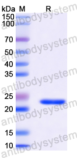 Recombinant Human CD103/ITGAE Protein, N-His-SUMO