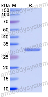 Recombinant Human HSPA9 Protein, N-His