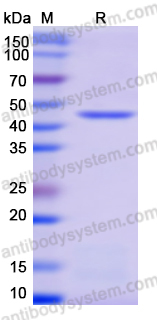 Recombinant Human EIF4A3/DDX48 Protein, C-His