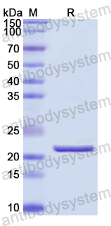 Recombinant Human ANP32A Protein, N-His