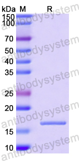 Recombinant Human GDNF Protein, N-His