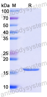 Recombinant Human GDNF Protein, N-His-SUMO