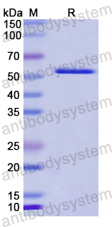 Recombinant Human CAP2 Protein, N-His