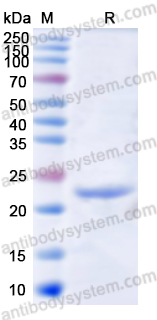 Recombinant Human CD130/IL6ST Protein, N-His