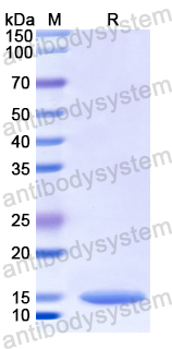 Recombinant Human CD66d/CEACAM3 Protein, N-His