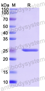 Recombinant Human IL14/TXLNA Protein, N-His