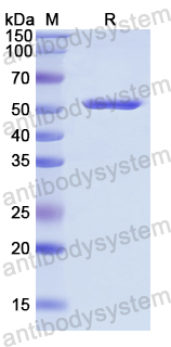 Recombinant Human THPO Protein, N-GST