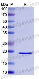 Recombinant Human CD110/MPL Protein, N-His