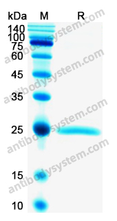 Recombinant Human CD79β/CD79B Protein, N-His