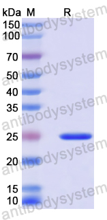 Recombinant Human CTRL Protein, N-His