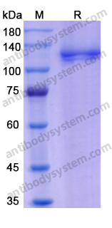 Recombinant Human STAT3 Protein, N-GST