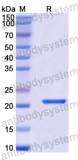 Recombinant Human PEX19 Protein, N-His