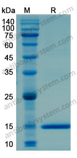 Recombinant Human LEP Protein, N-His