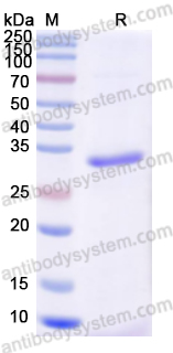 Recombinant Human MNDA Protein, N-His