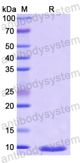 Recombinant Human UBA7 Protein, N-His