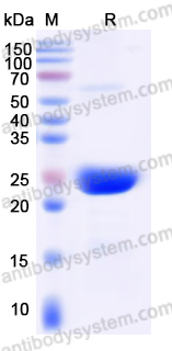 Recombinant Human HNF4A Protein, N-His