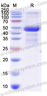 Recombinant Human CSK Protein, N-His