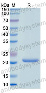 Recombinant Human TNFSF9 Protein, N-His