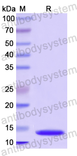 Recombinant Human CD231/TSPAN7 Protein, N-His