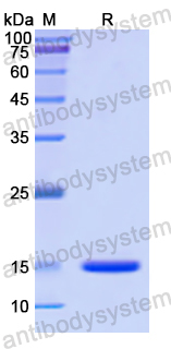 Recombinant Human CD86/B7-2 Protein, N-His