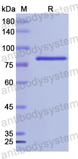 Recombinant Human STAT1 Protein, N-His