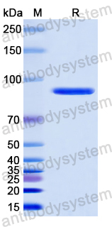 Recombinant Human STAT5A Protein, N-His