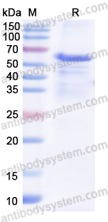 Recombinant Human GRIA2/AMPAR2 Protein, N-His