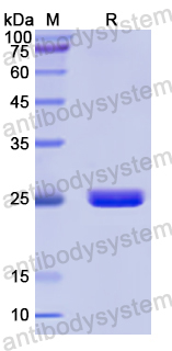 Recombinant Human PIK3CA Protein, N-His