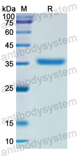 Recombinant Human MTOR Protein, N-His