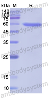 Recombinant Human PI4KA Protein, N-GST