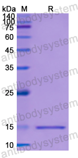 Recombinant Human CASP2 Protein, N-His