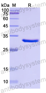 Recombinant Human FRK Protein, N-His