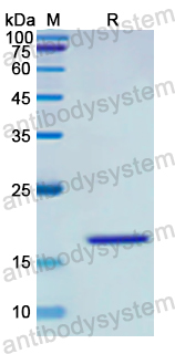 Recombinant Human CDKN2A/p16INK4a Protein, N-His