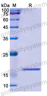 Recombinant Human HTT Protein, N-His