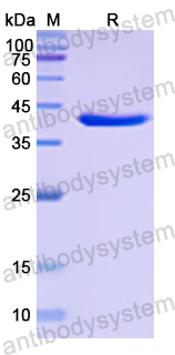 Recombinant Human SLC1A2 Protein, N-GST