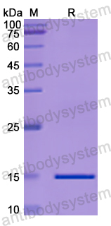 Recombinant Human GDF5 Protein, N-His