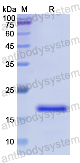 Recombinant Human PTGER3 Protein, N-His