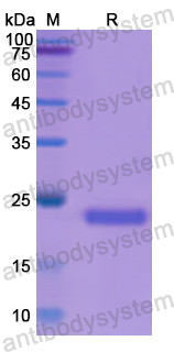 Recombinant Human PTGER2 Protein, N-His