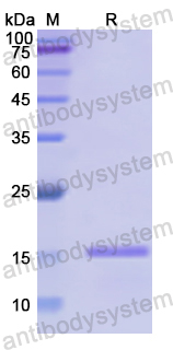 Recombinant Human GLP1R Protein, N-His