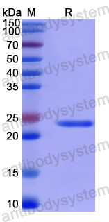 Recombinant Human MATR3 Protein, N-His-SUMO