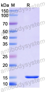 Recombinant Human SSR1 Protein, N-His